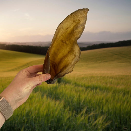 Large Buffalo Ear