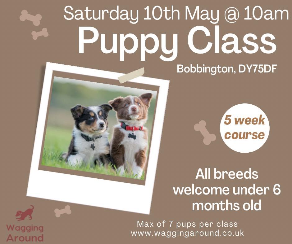 PUPPY CLASS 2025