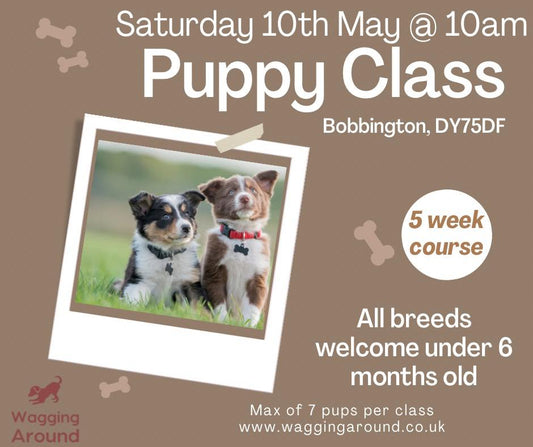 PUPPY CLASS 2025