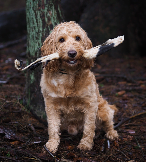 Naturals Hairy Lamb Ear Stick